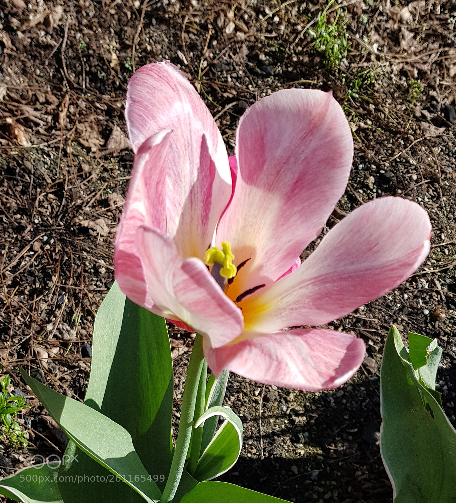 Samsung Galaxy S8 sample photo. Flower photography
