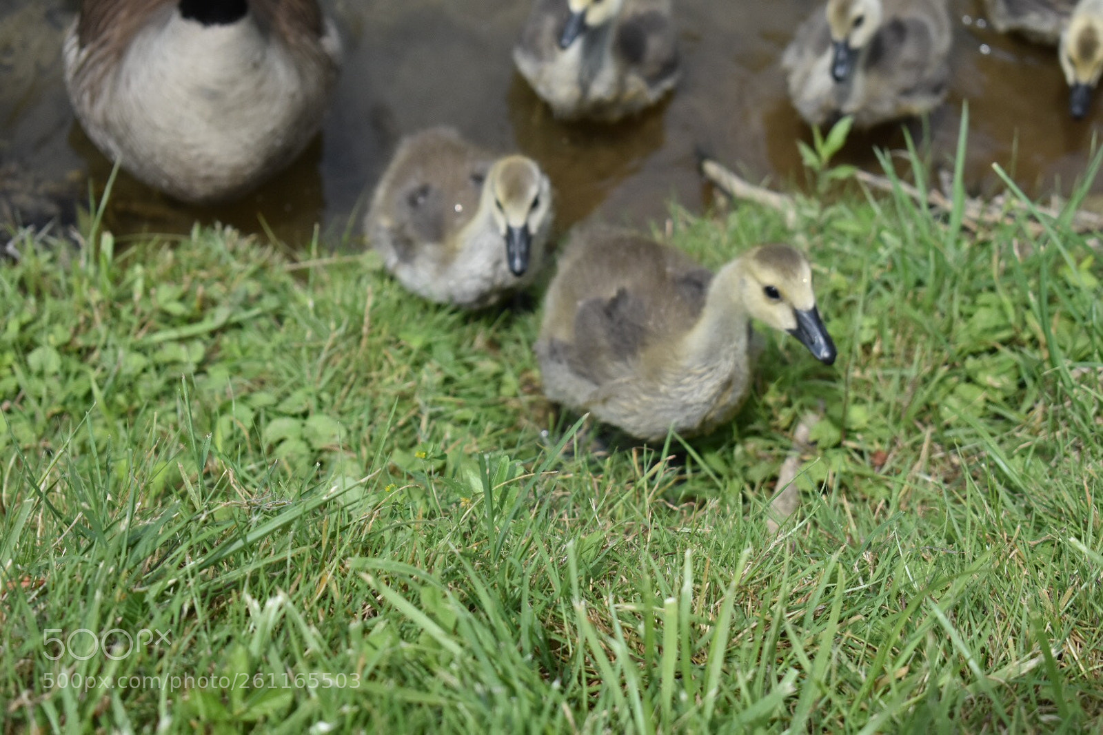 Nikon D3400 sample photo. Quackery!! photography