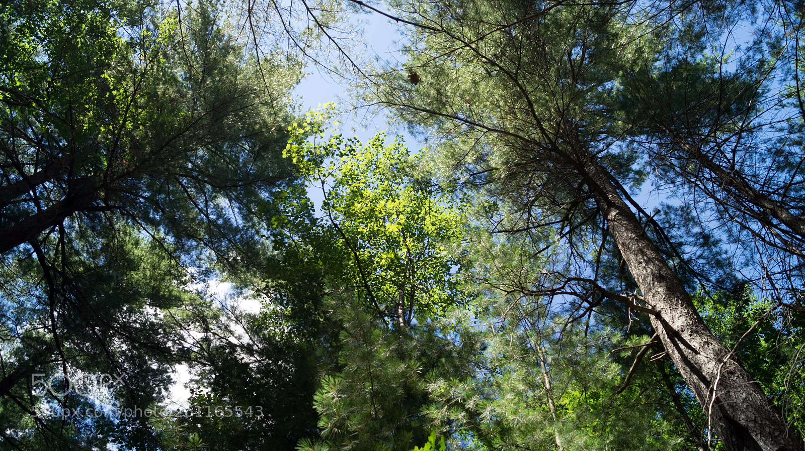 Sony SLT-A58 sample photo. Trees (bon echo) photography