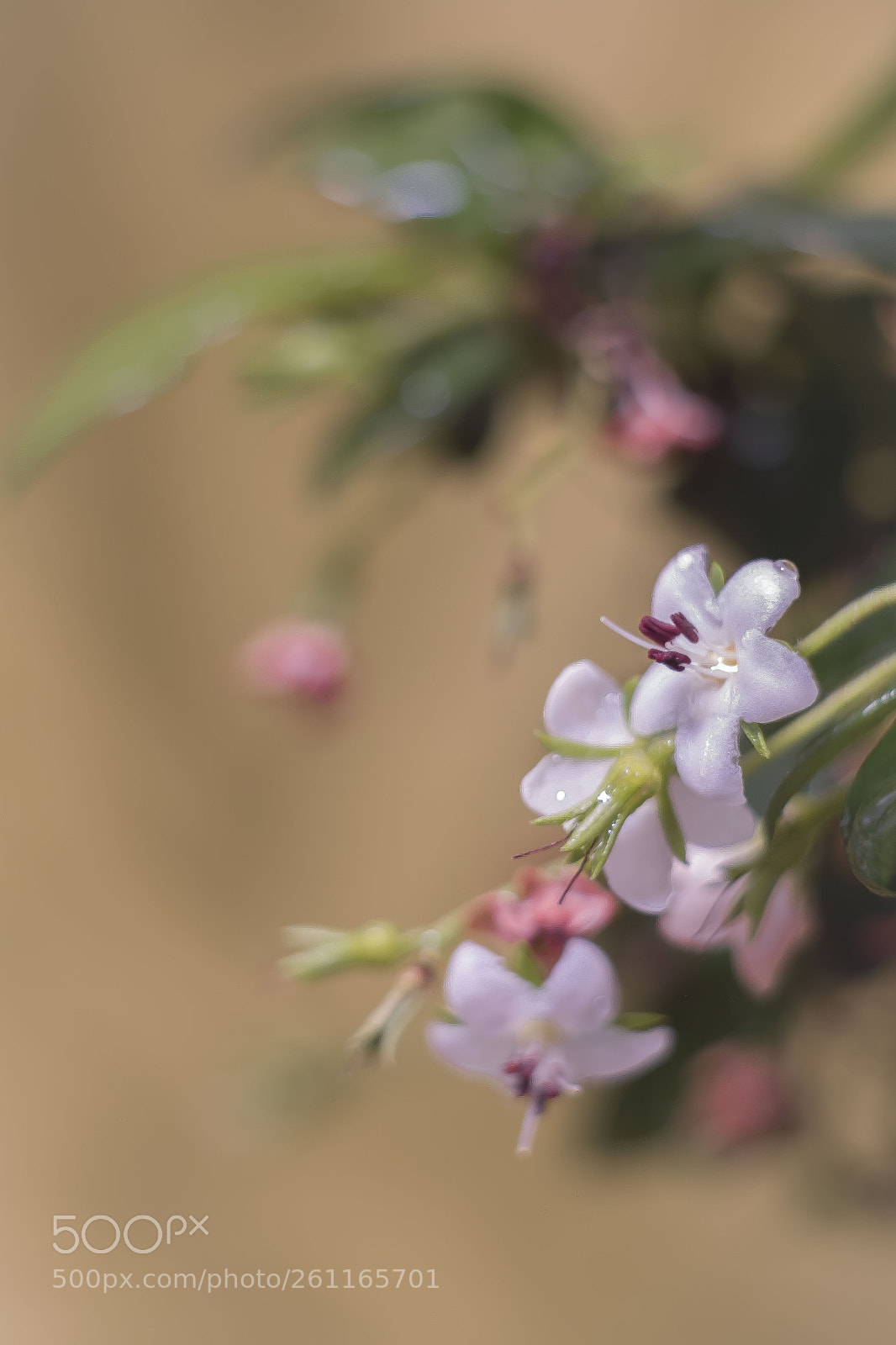 Fujifilm X-Pro2 sample photo. Bonsai en flor. photography