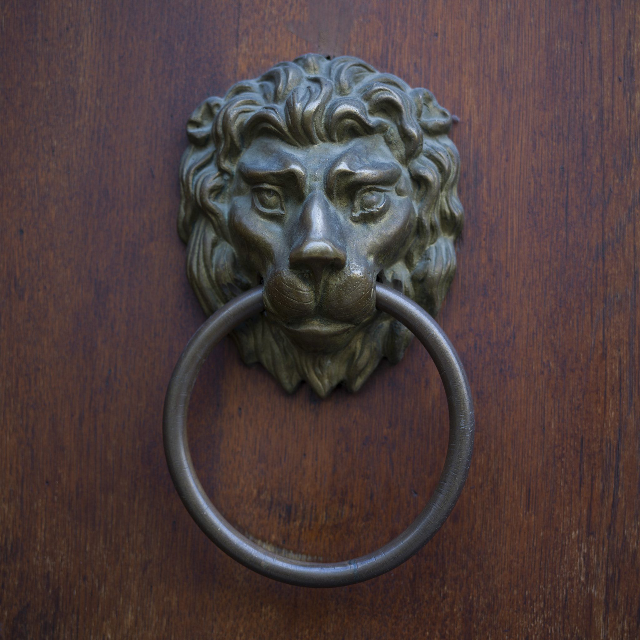 Hasselblad X1D-50c sample photo. Close-up of door knocker, prague, czech republic photography