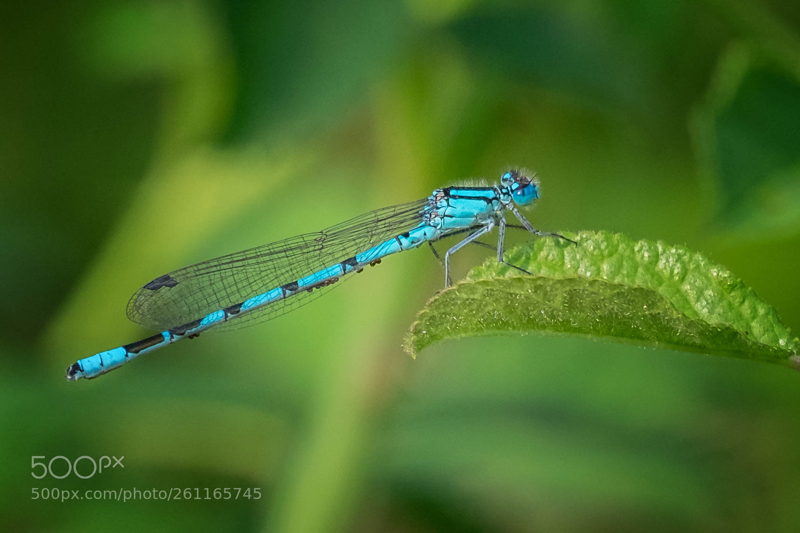 Fujifilm X-T10 sample photo. Fly... photography