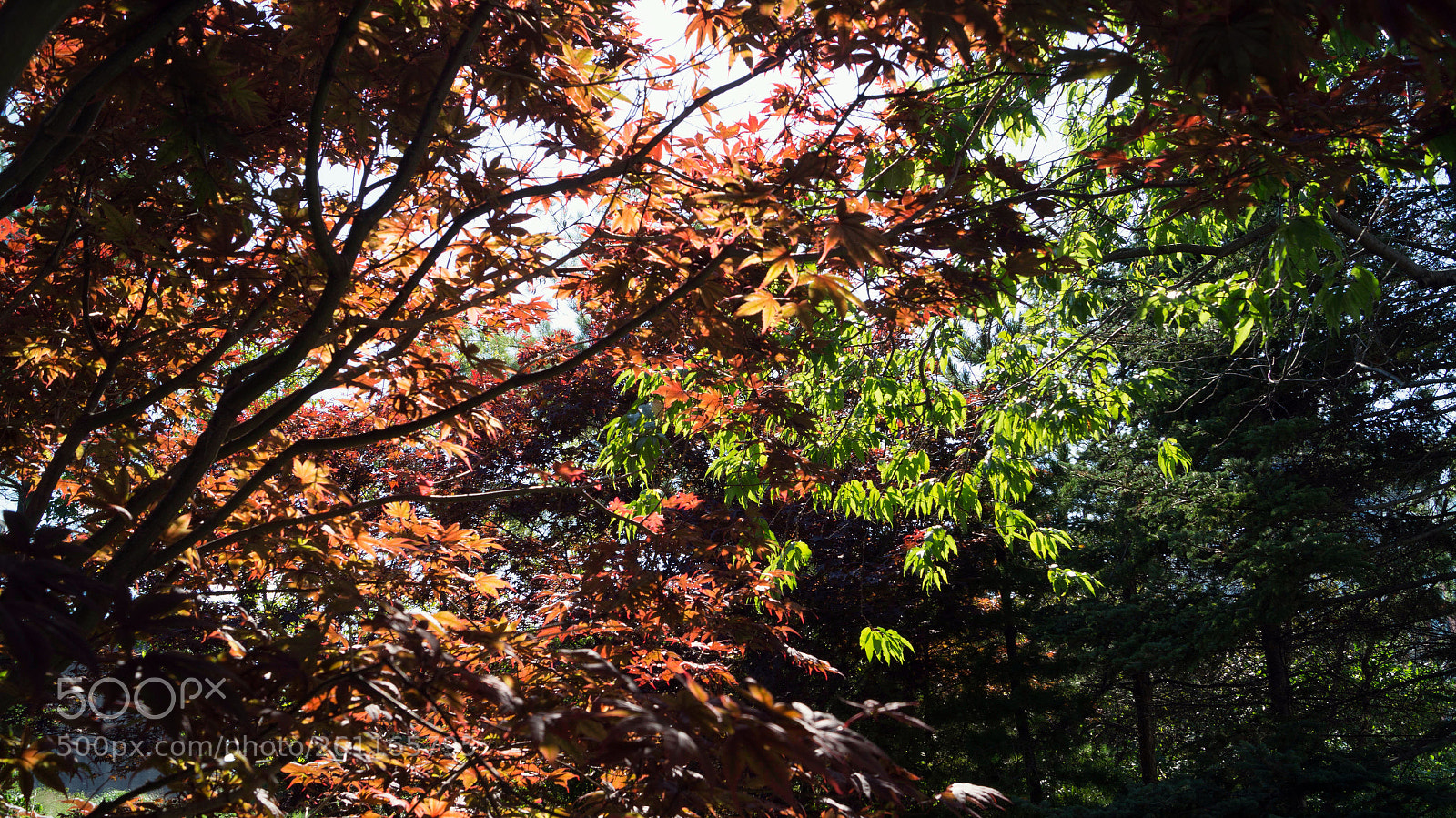 Sony SLT-A58 sample photo. Toronto music garden (trees) photography