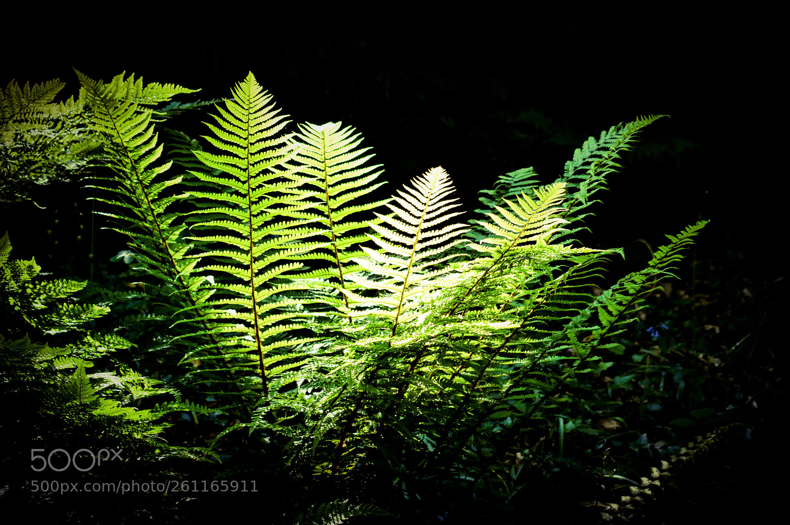 Nikon D3200 sample photo. Ferns photography