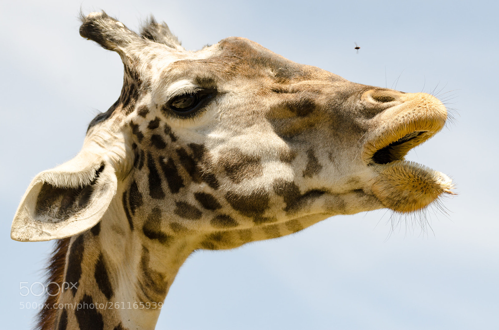 Nikon D7000 sample photo. Shoo fly photography