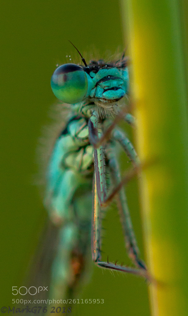 Canon EOS 70D sample photo. Ready for bed photography