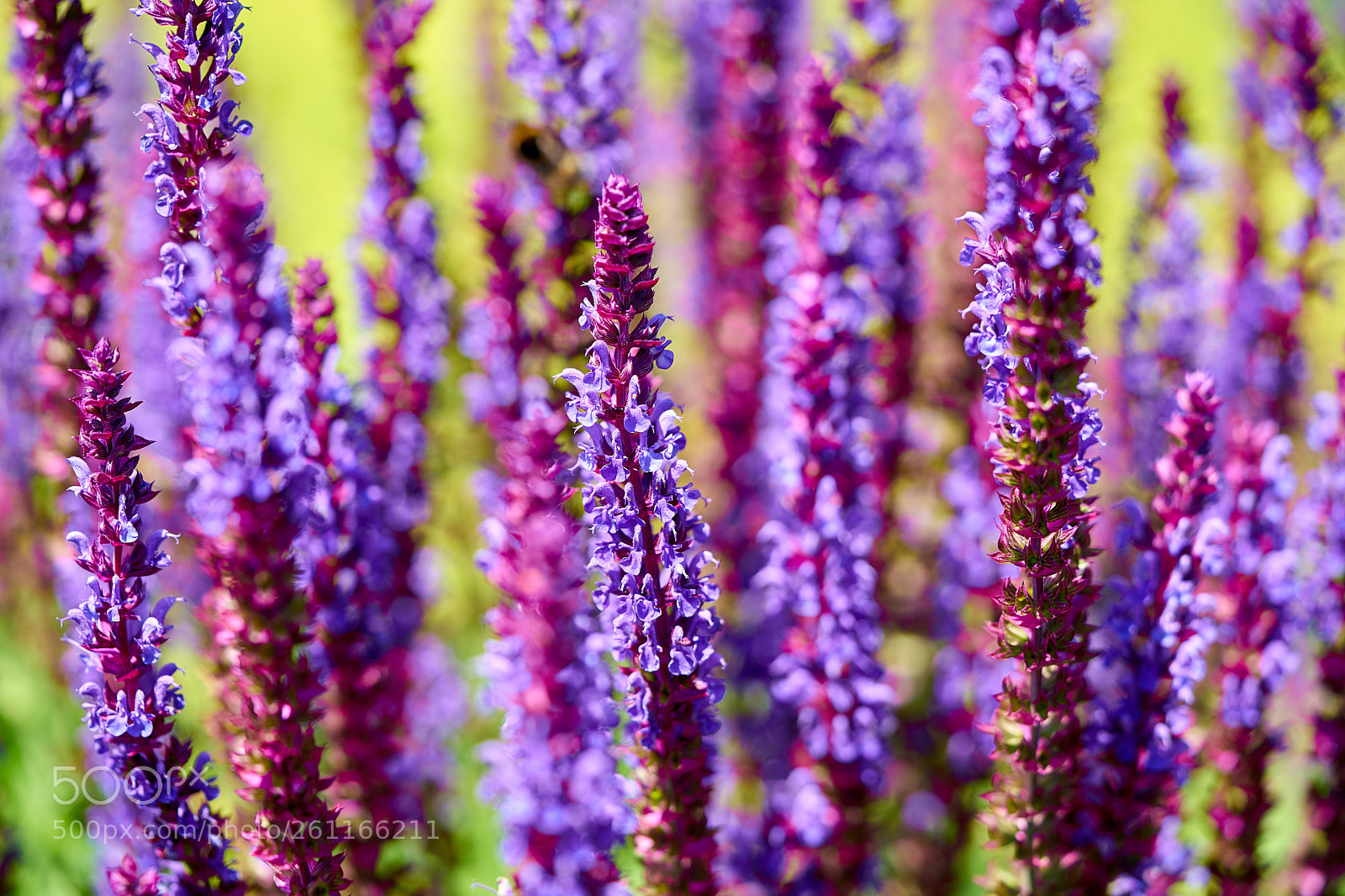 Sony a7 II sample photo. Violet photography