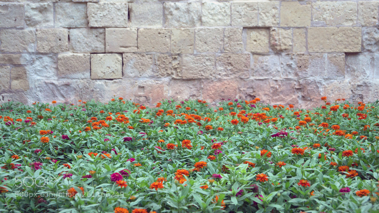 Sony SLT-A58 sample photo. Flower wall photography