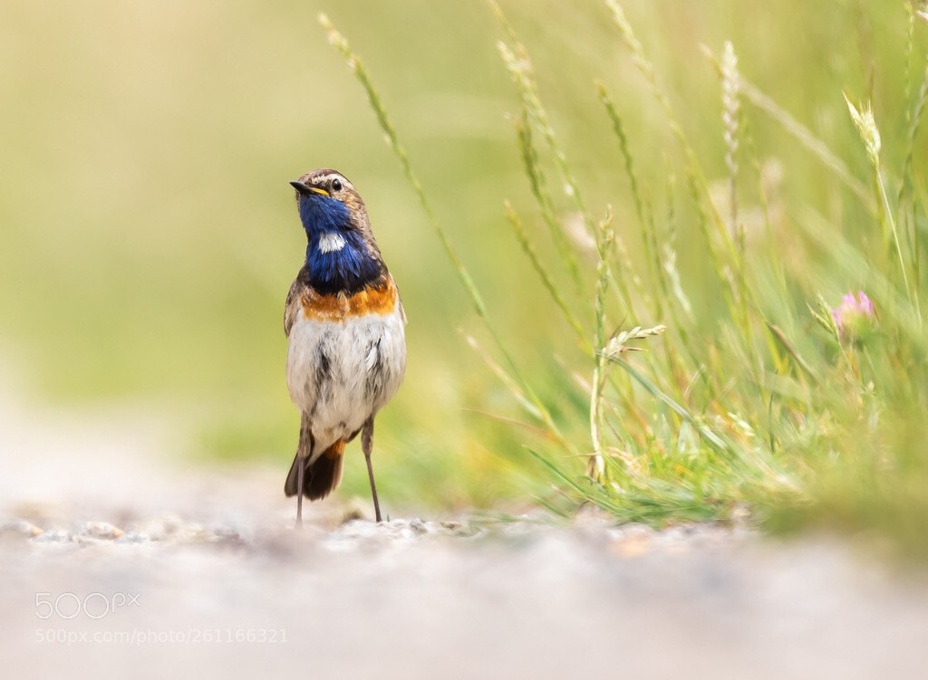 Canon EOS 7D Mark II sample photo. Blauwborst (man) photography