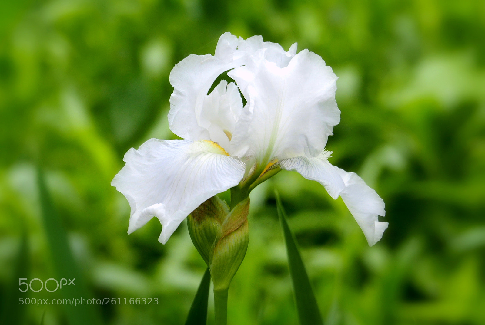 Olympus OM-D E-M1 sample photo. Iris white bloom. photography