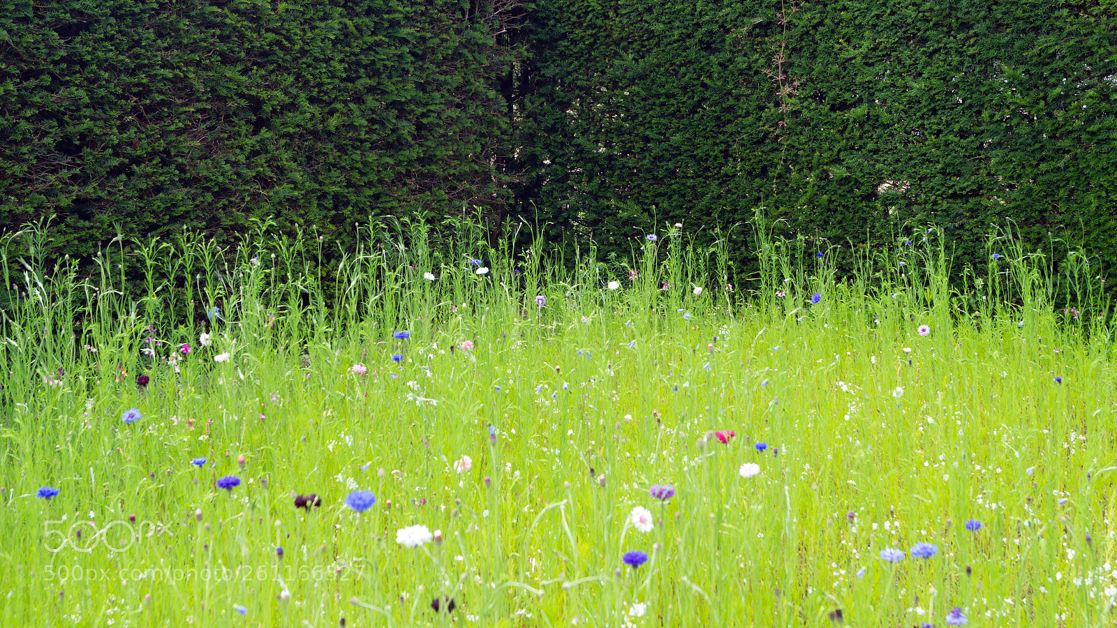 Sony SLT-A58 sample photo. Sissinghurst 'green' photography