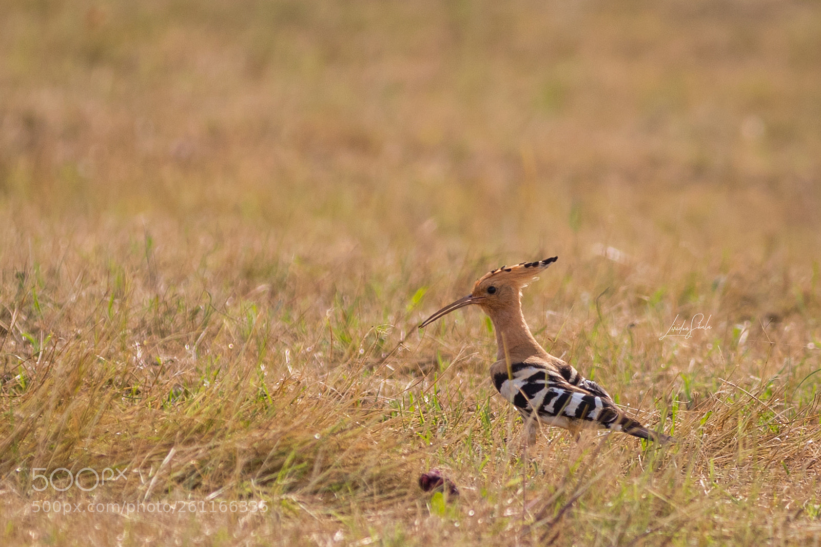 Canon EOS 200D (EOS Rebel SL2 / EOS Kiss X9) sample photo. Upupa epops hoopoe photography