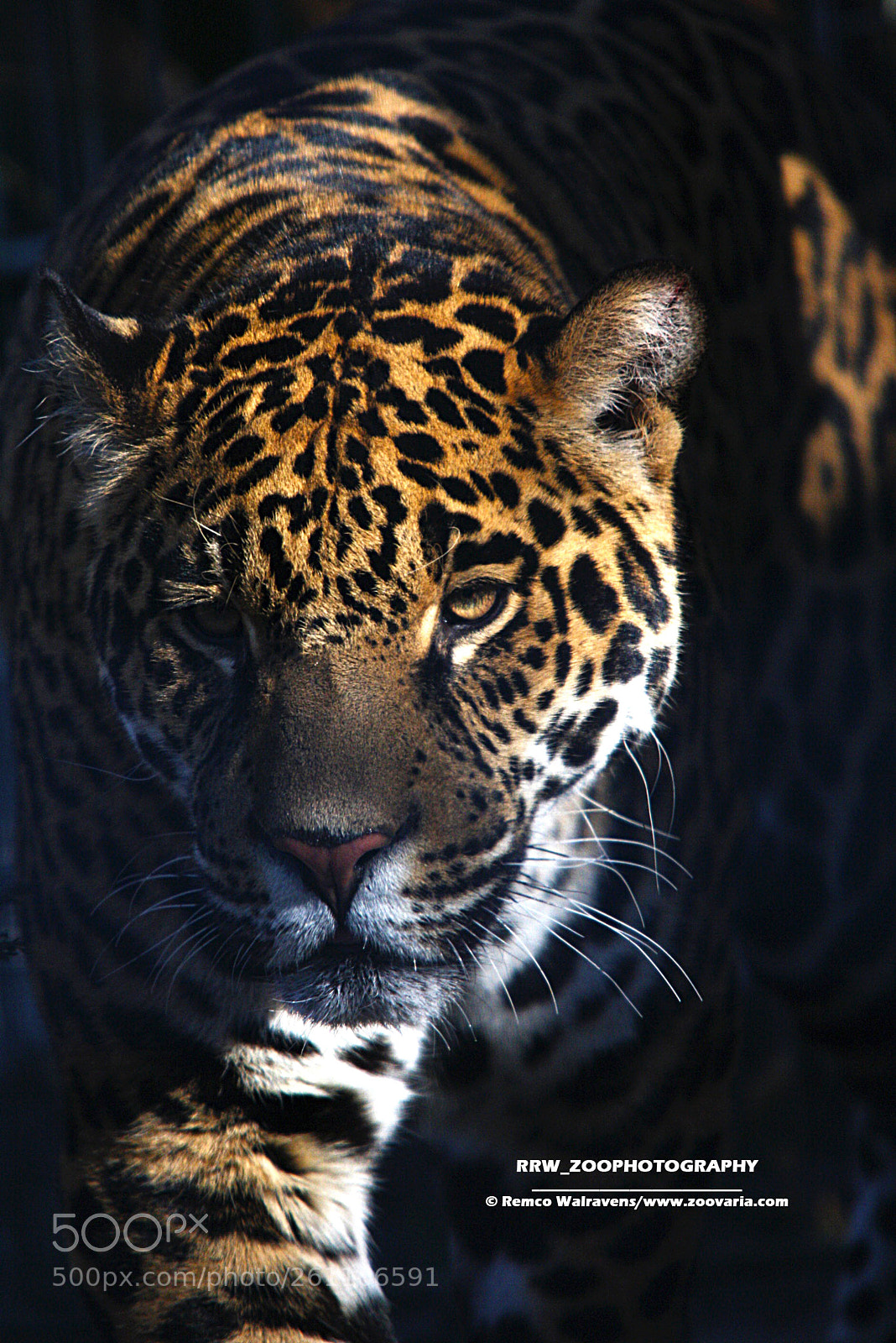 Canon EOS 1000D (EOS Digital Rebel XS / EOS Kiss F) sample photo. Jaguar photography