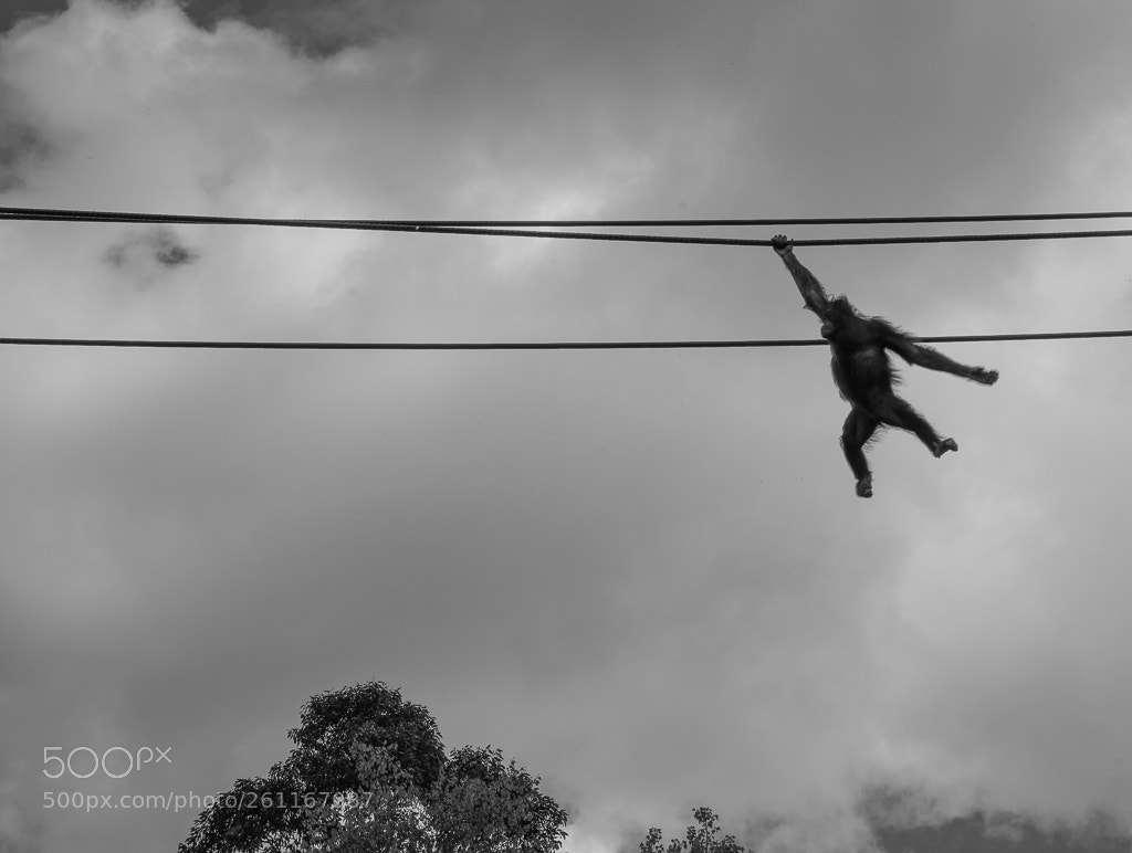 Sony a7R III sample photo. Soarin' photography