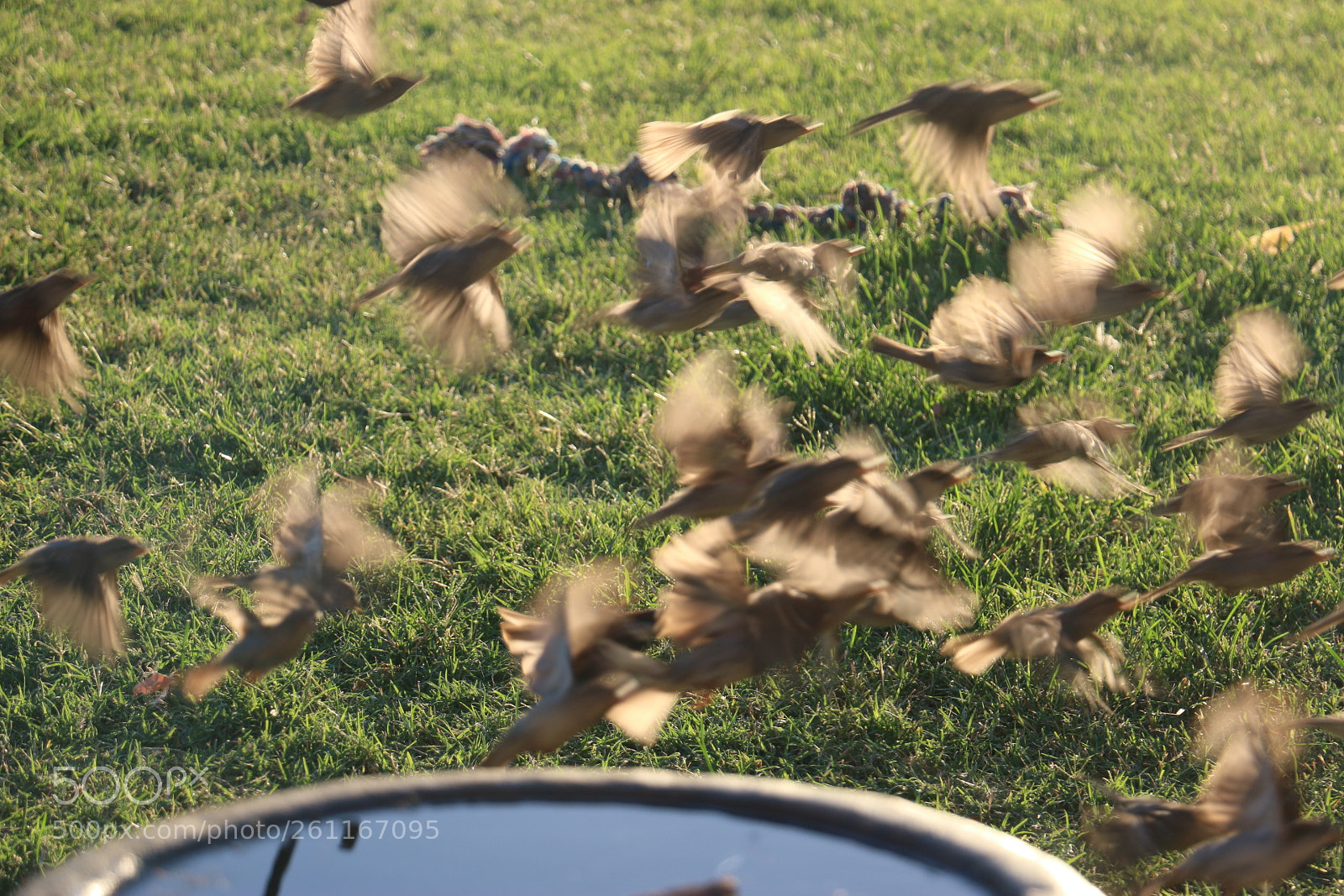 Canon EOS 70D sample photo. Img birds photography