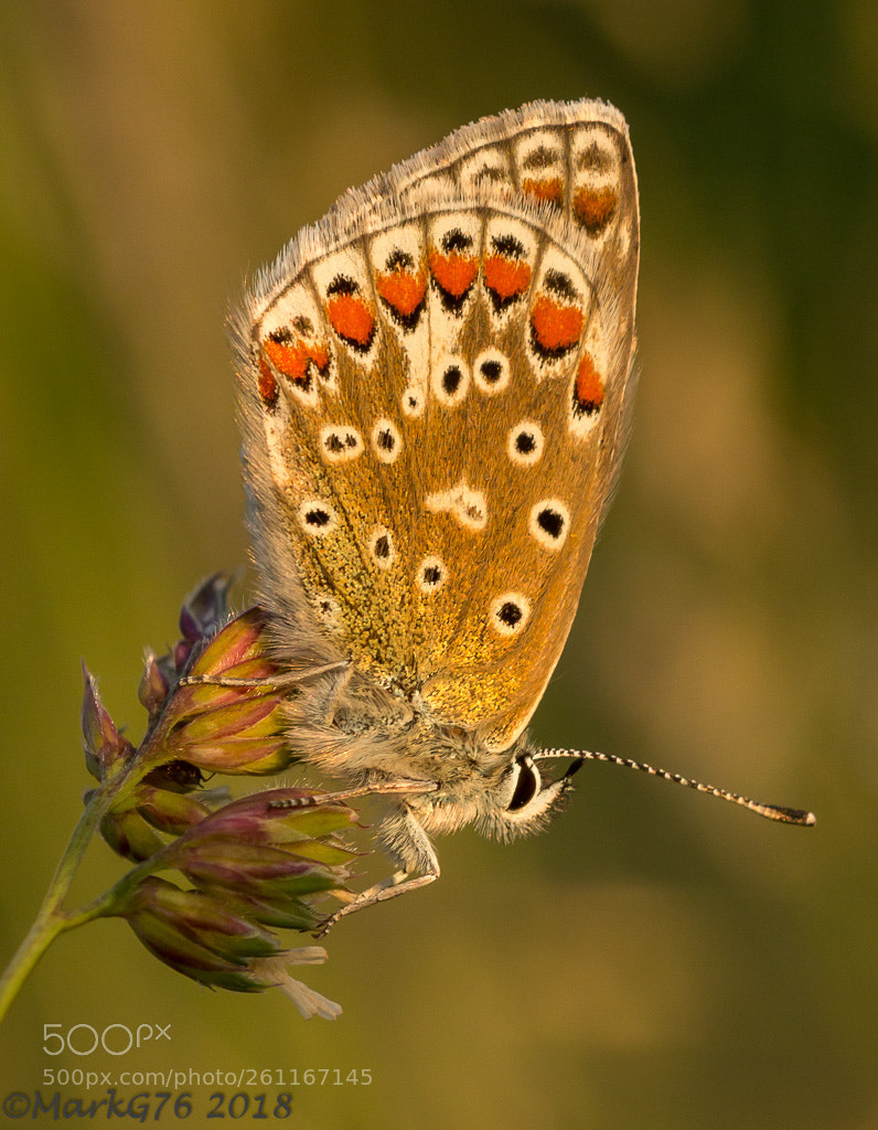 Canon EOS 70D sample photo. Last light photography