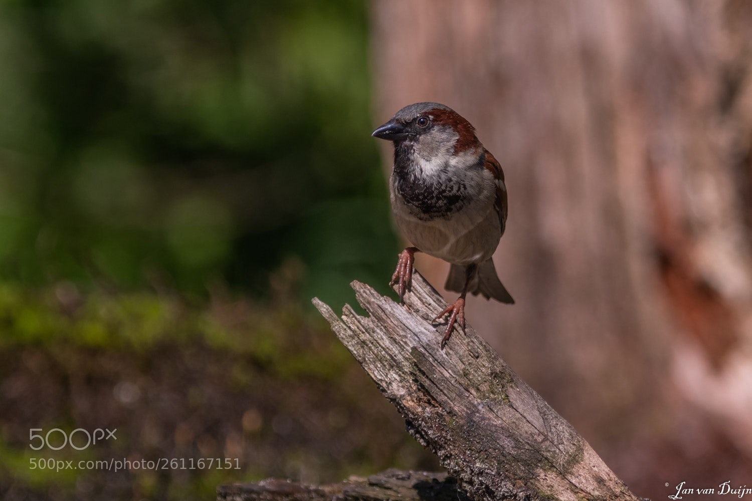 Canon EOS 80D sample photo. Just a sparrow photography