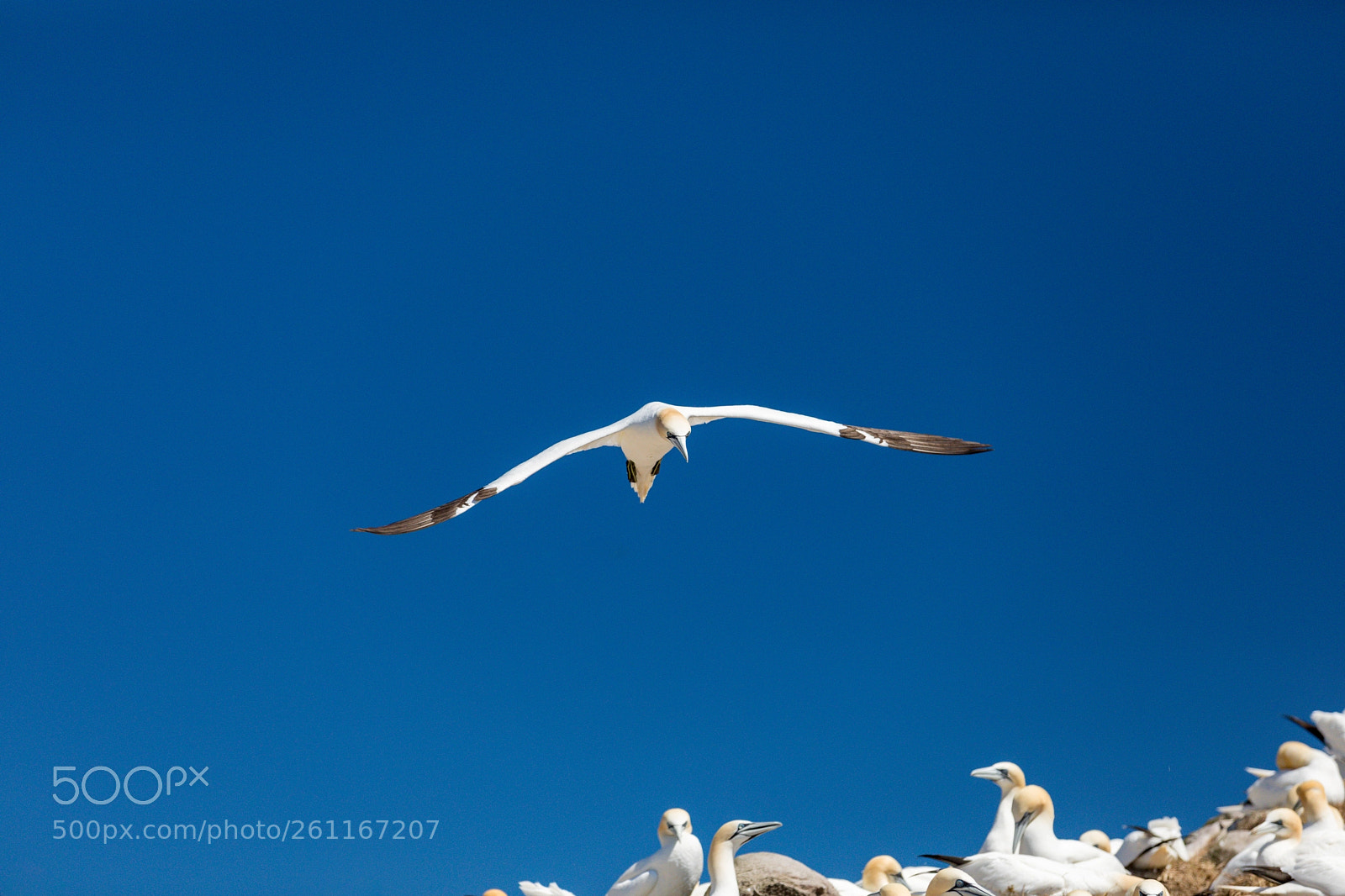 Canon EOS 5D Mark IV sample photo. Gannet  in flight photography