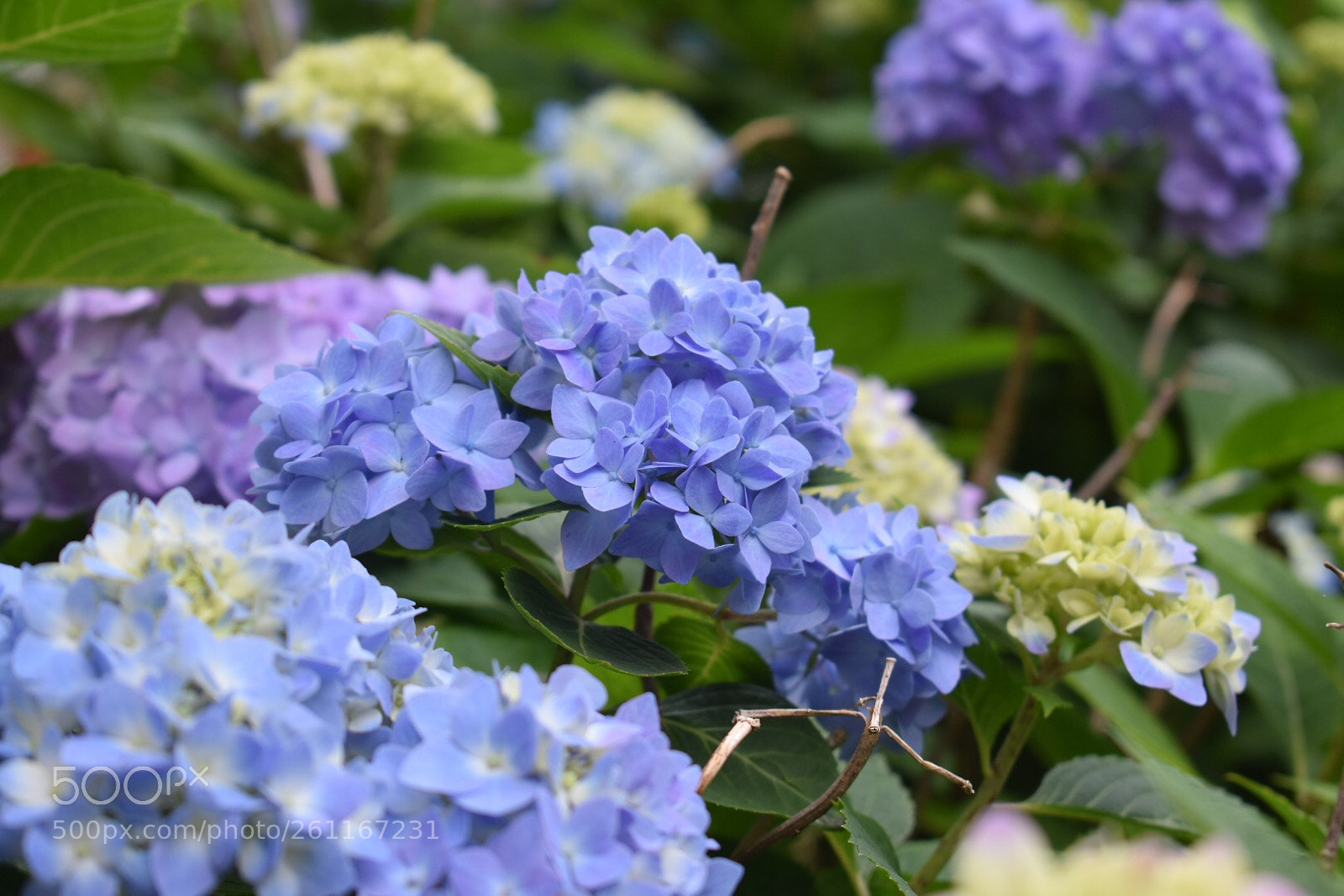 Nikon D3400 sample photo. Flower photography