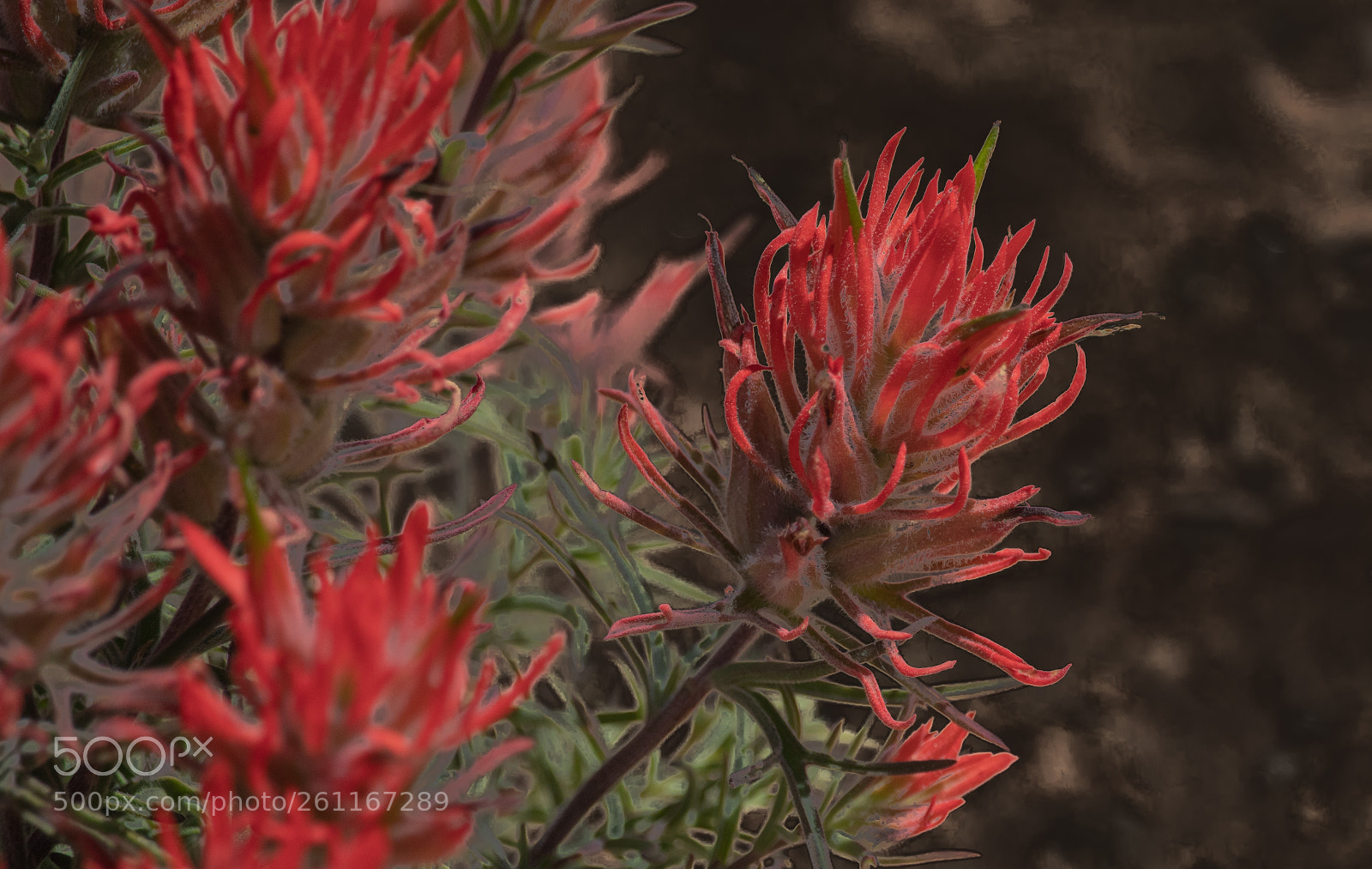 Canon EOS 80D sample photo. Paintbrush photography