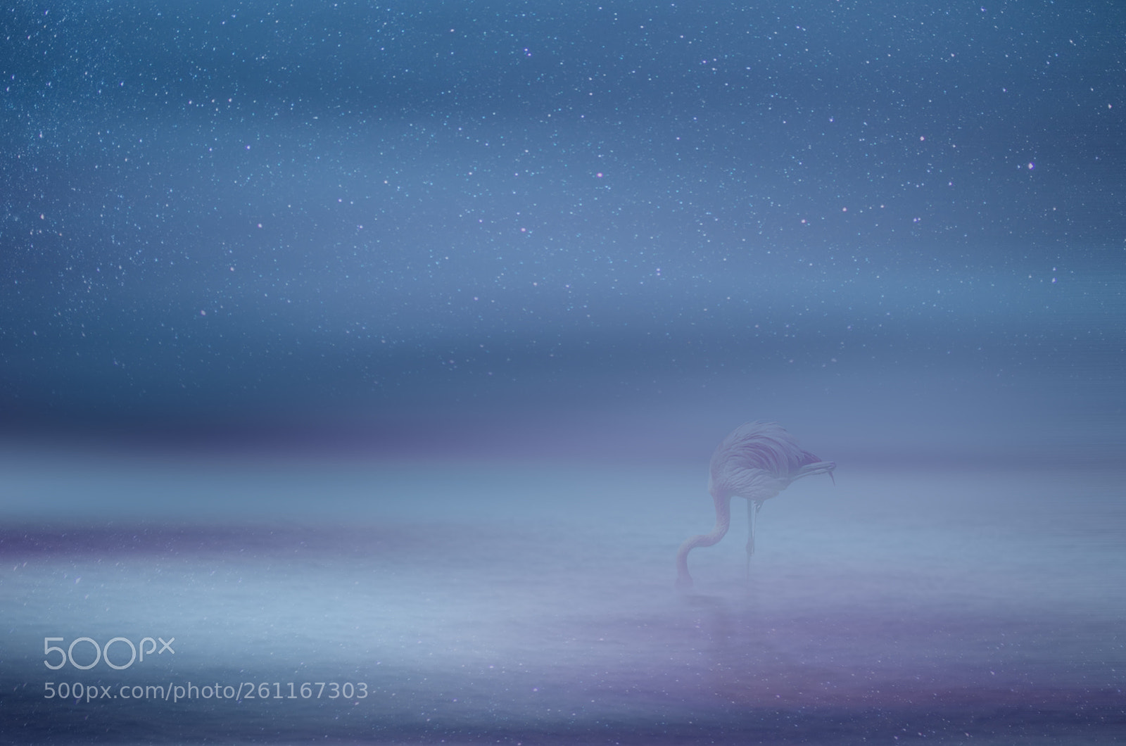 Nikon D7000 sample photo. Flamingo photography