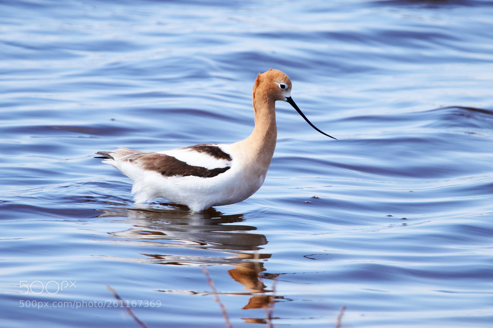 Canon EOS 80D sample photo. American avocet photography