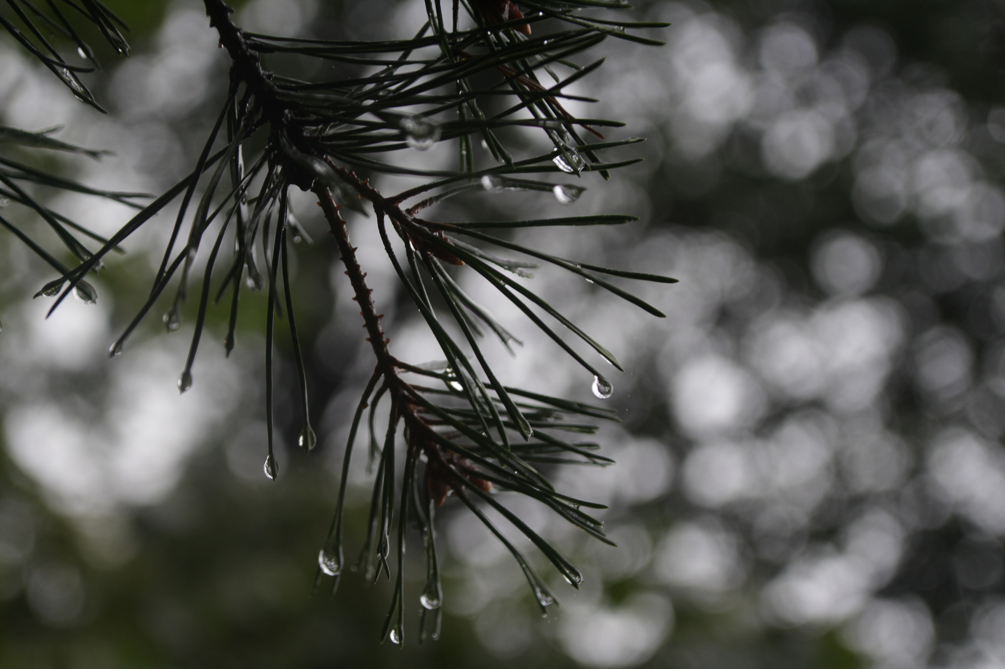 Canon TS-E 90mm F2.8 Tilt-Shift sample photo