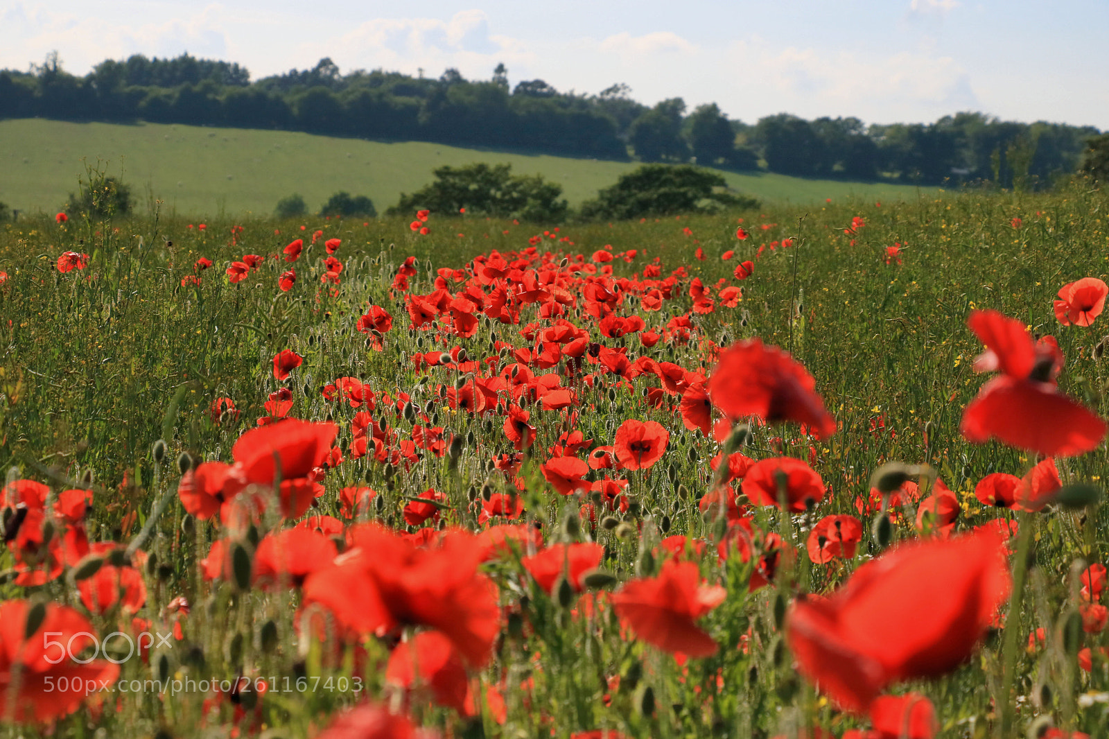 Canon EOS 750D (EOS Rebel T6i / EOS Kiss X8i) sample photo. Poppies photography