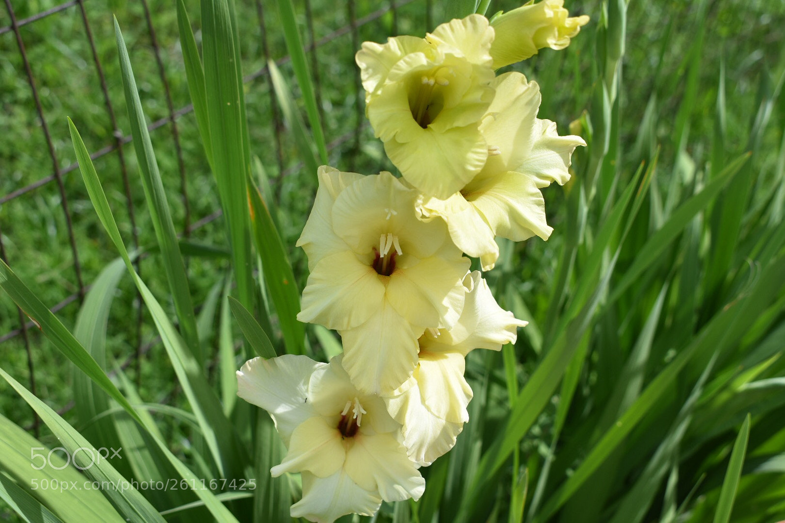 Nikon D3400 sample photo. Yellow flowers photography
