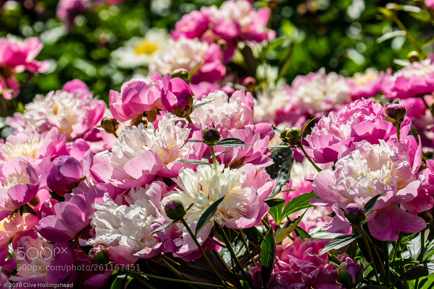 Canon EOS 7D Mark II sample photo. The peonies of harold photography