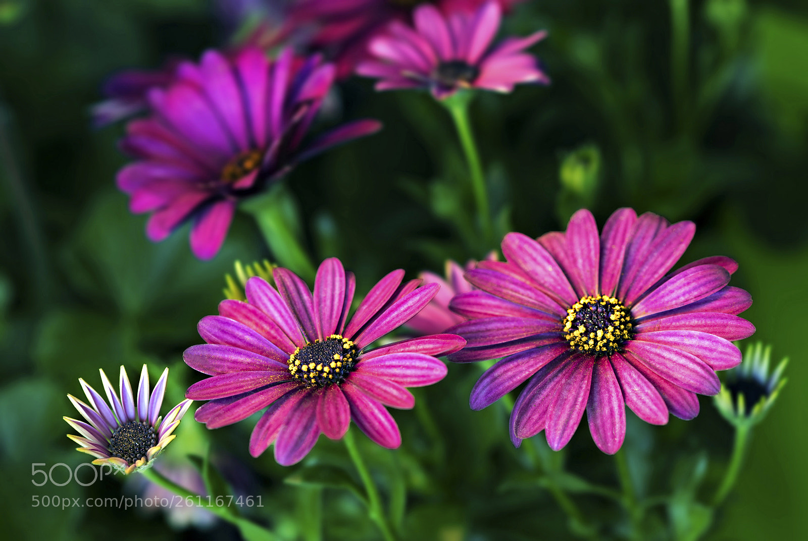 Canon EOS 6D Mark II sample photo. African daisies photography