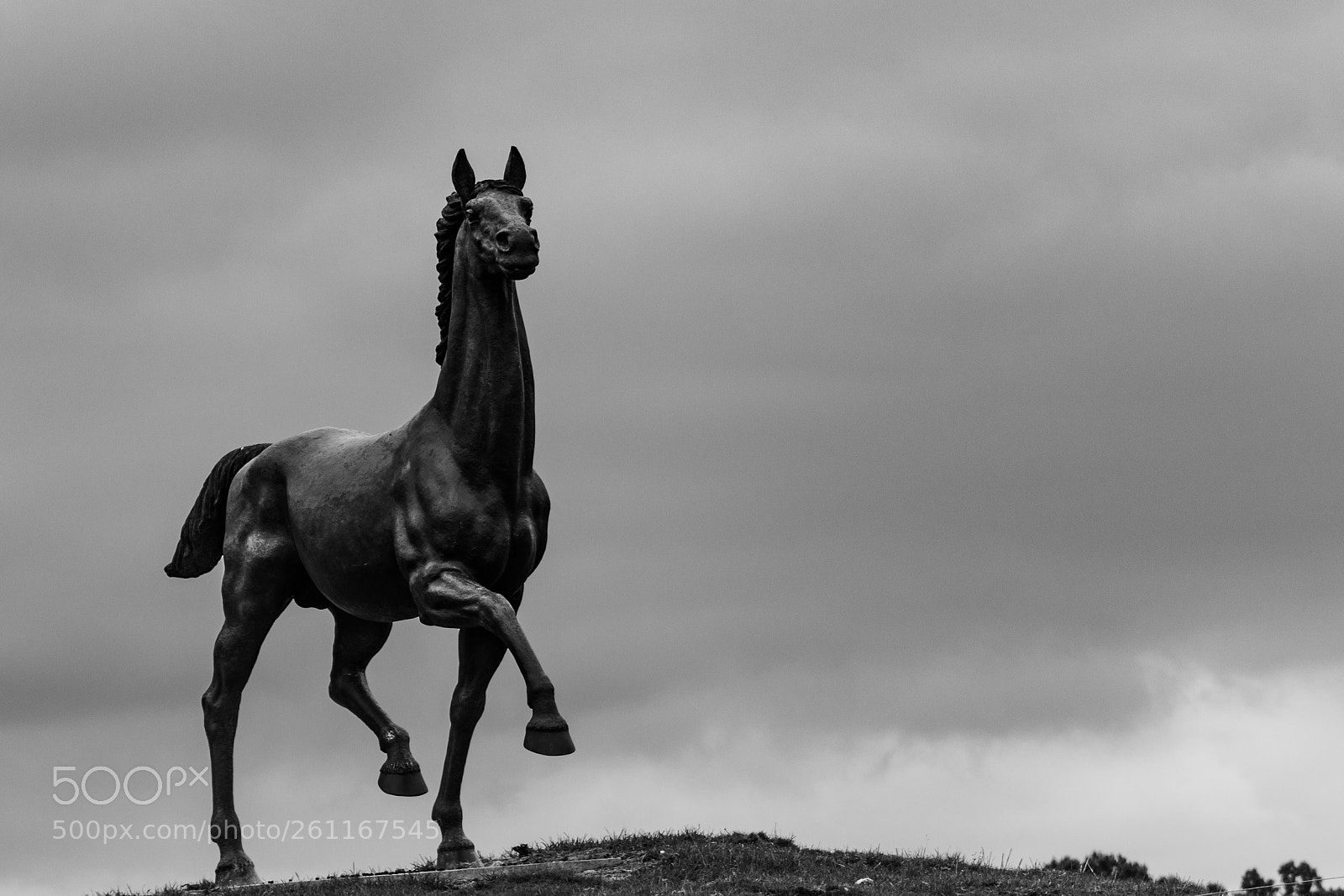 Nikon D500 sample photo. Black stallion  photography