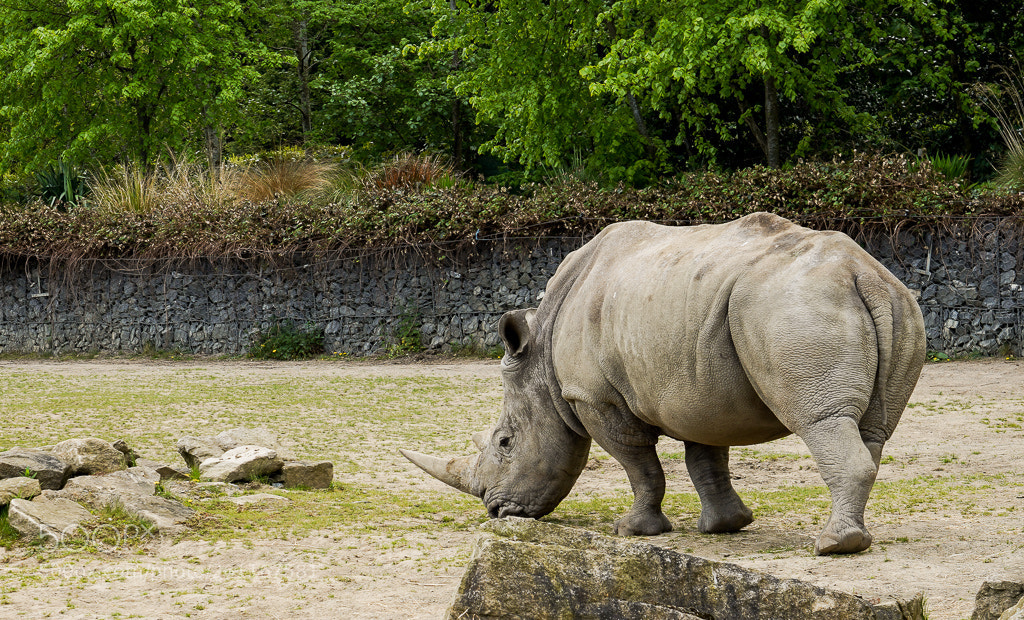 Sony a7R III sample photo. Grazing rhinoceros photography