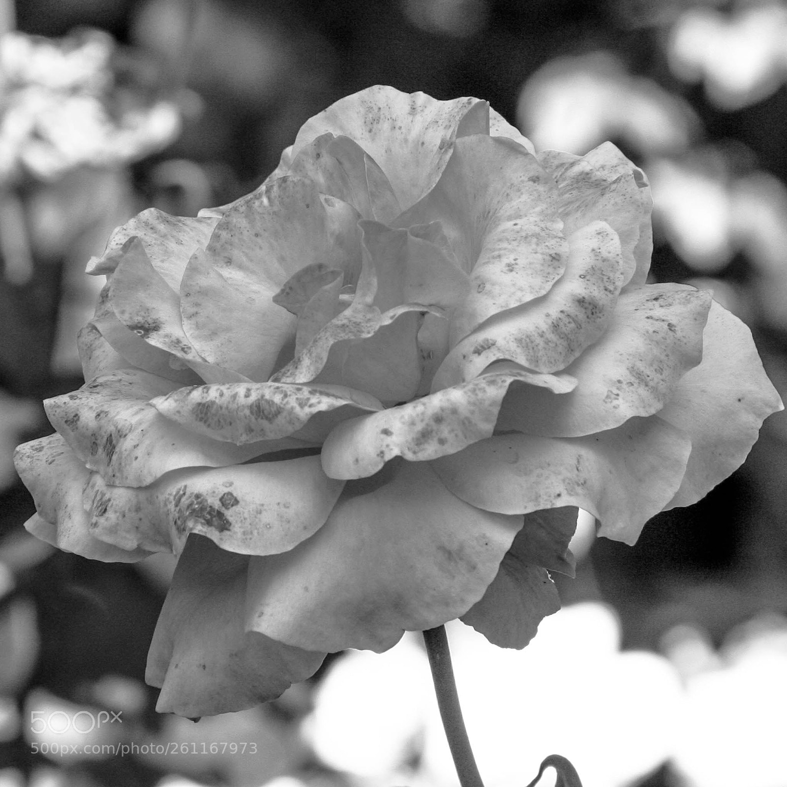 Canon EOS 350D (EOS Digital Rebel XT / EOS Kiss Digital N) sample photo. Rose photography