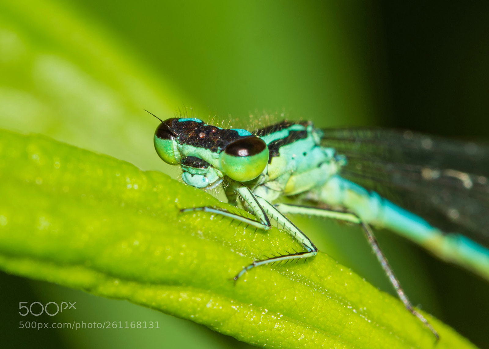 Nikon D7200 sample photo. Damsel eyes photography