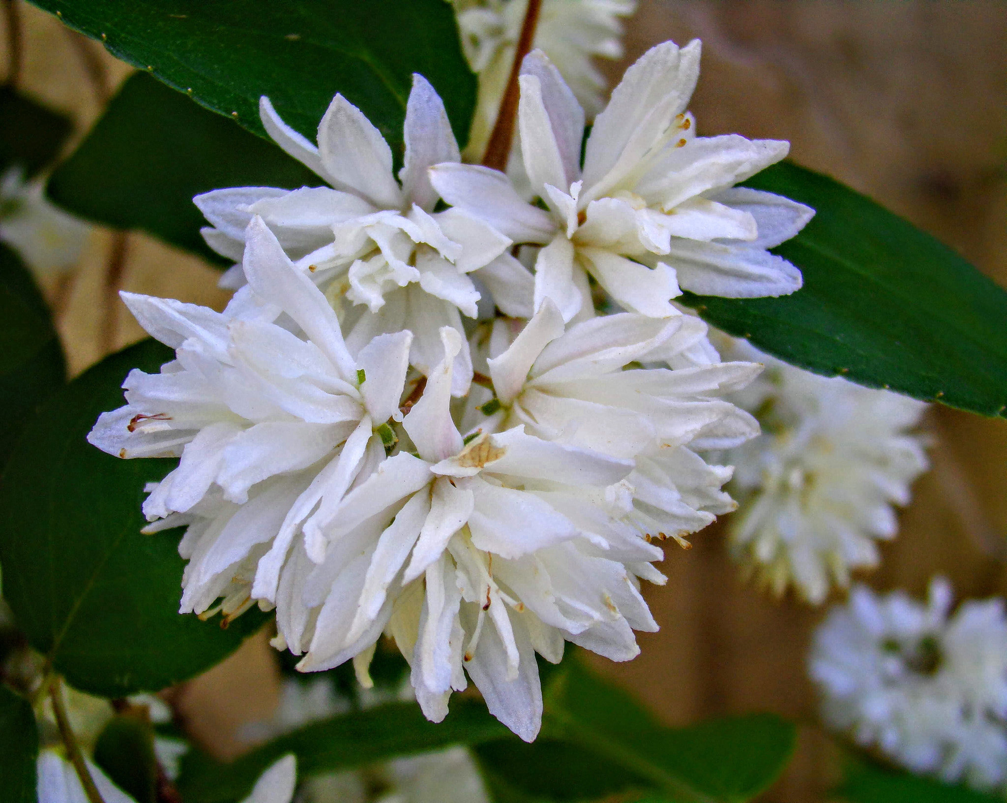 Kodak PIXPRO AZ251 sample photo. Fleurs  photography