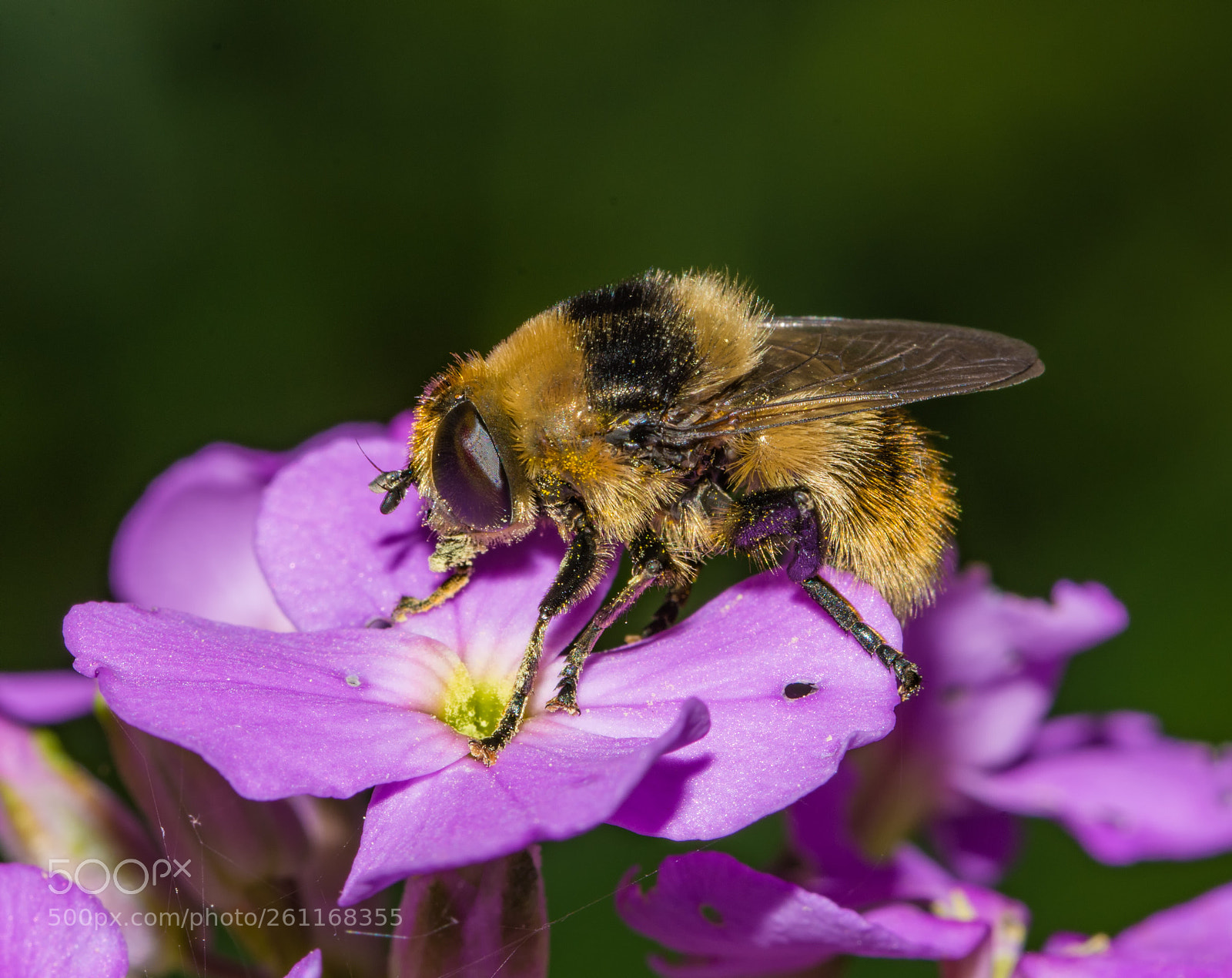 Nikon D7200 sample photo. Fly on dames rocket photography