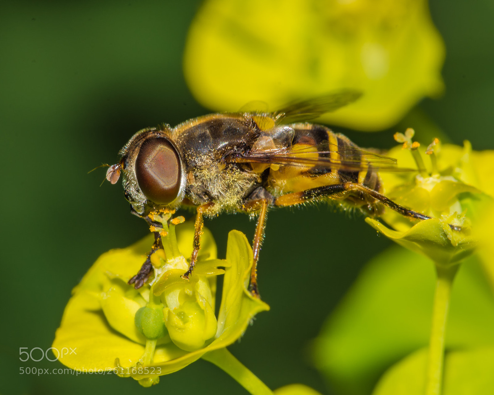 Nikon D7200 sample photo. Hover fly on spurge photography