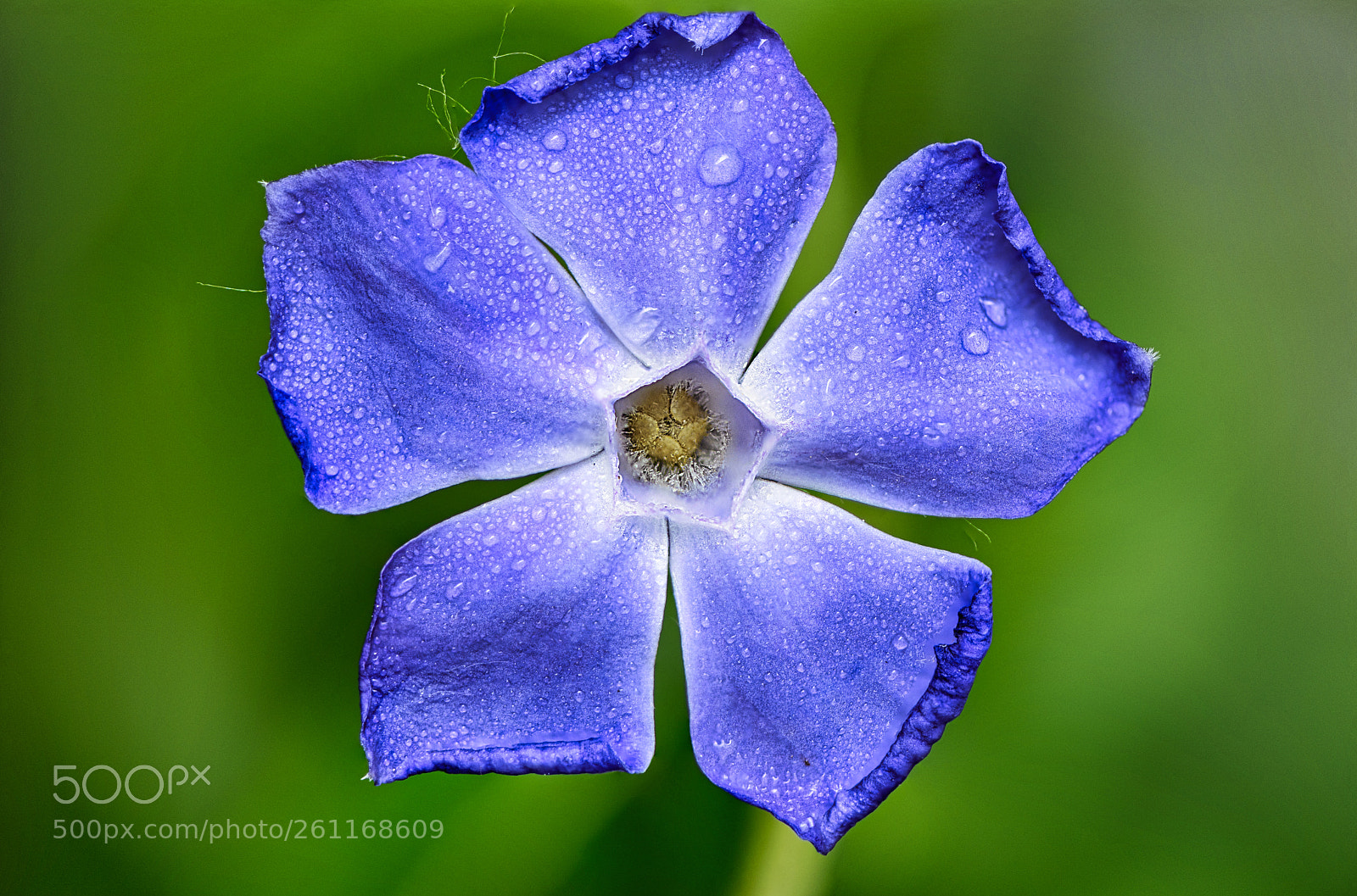 Nikon D810 sample photo. Flor silvestre photography