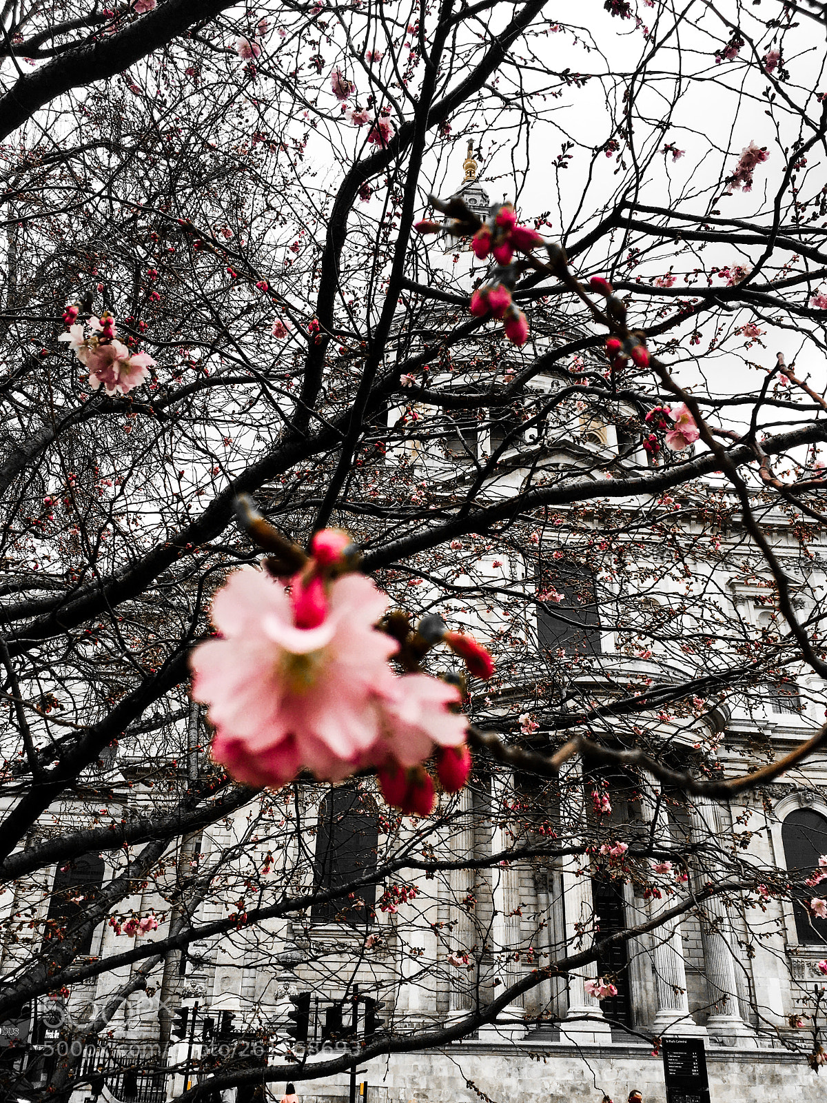 Apple iPhone SE sample photo. St. paul's cathedral and photography