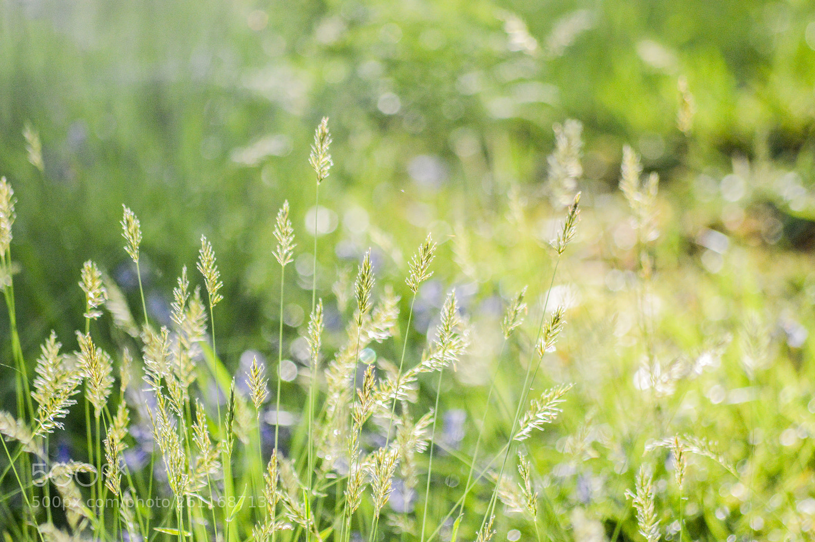 Nikon D3200 sample photo. Grassland photography
