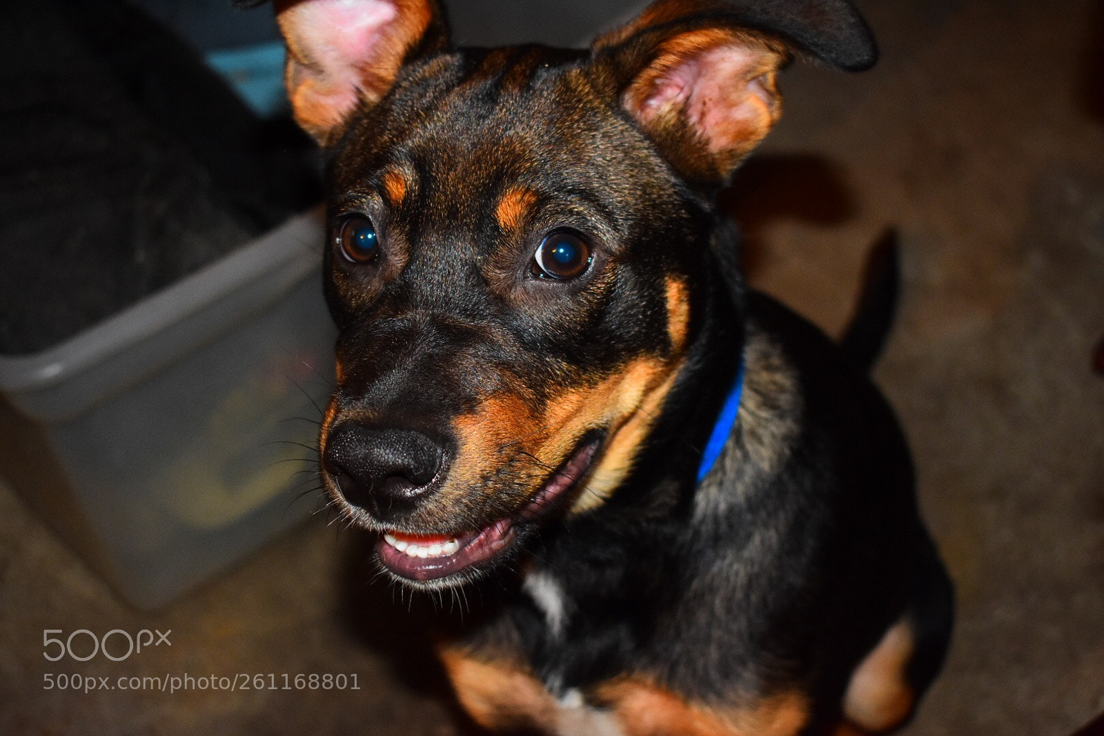 Nikon D3400 sample photo. Roscoe photography