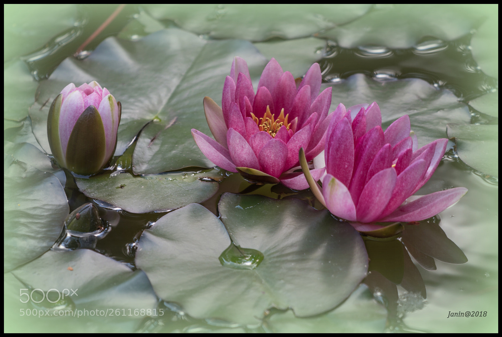 Canon EOS 77D (EOS 9000D / EOS 770D) sample photo. Water lilies of schonbrunn photography