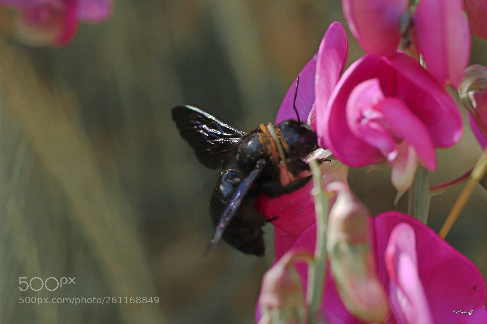 Canon EOS 100D (EOS Rebel SL1 / EOS Kiss X7) sample photo. Yes im black but photography