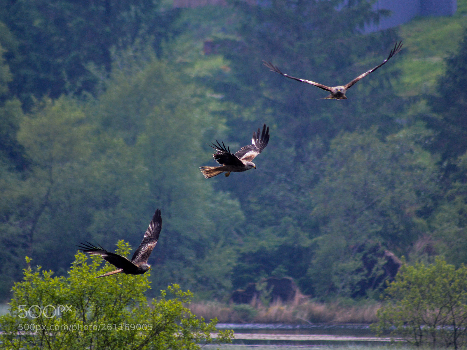 Nikon D3200 sample photo. Red kites photography