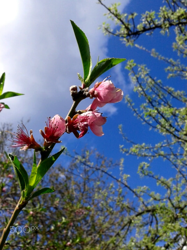 Samsung Galaxy Core sample photo. Peach-tree in spring photography