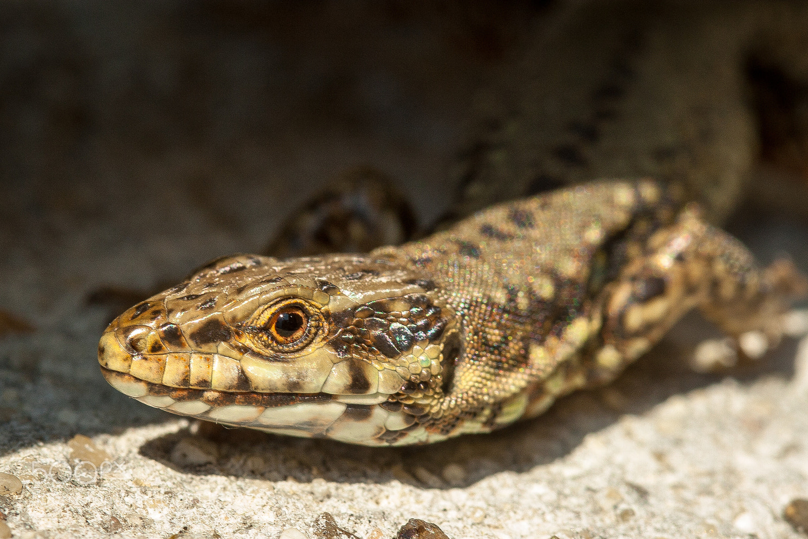 Canon EOS 30D sample photo. Lizard photography