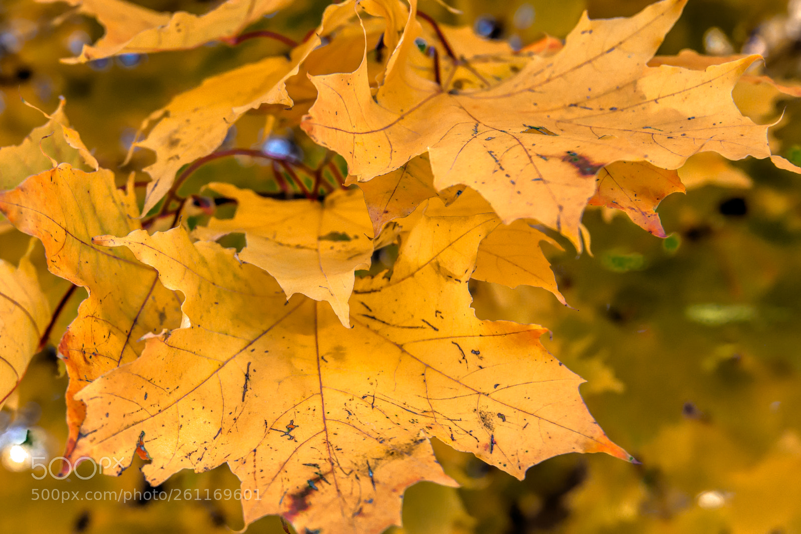 Nikon D610 sample photo. Yellow leaf photography