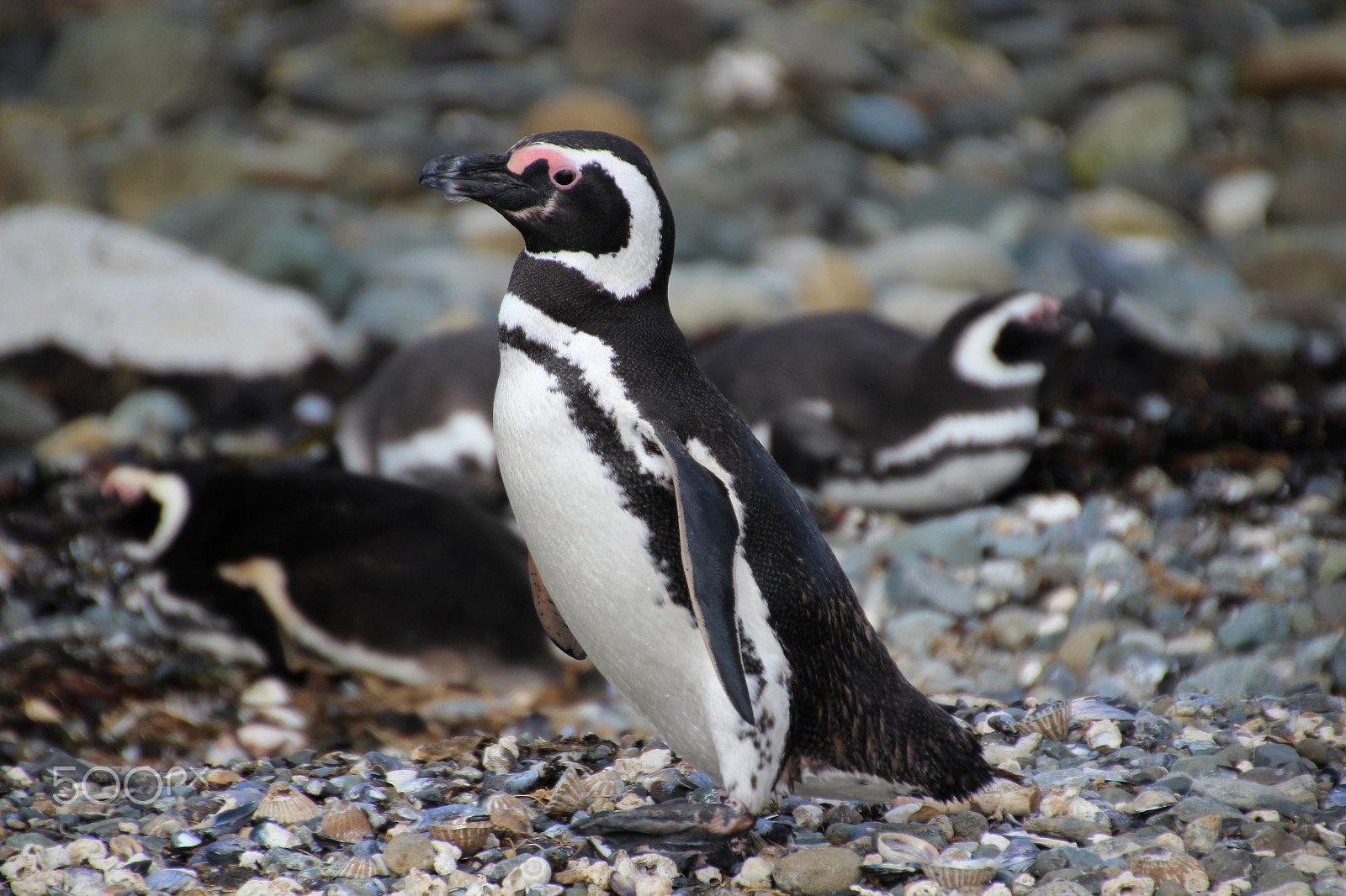 Canon EOS 600D (Rebel EOS T3i / EOS Kiss X5) sample photo. Patagonia photography