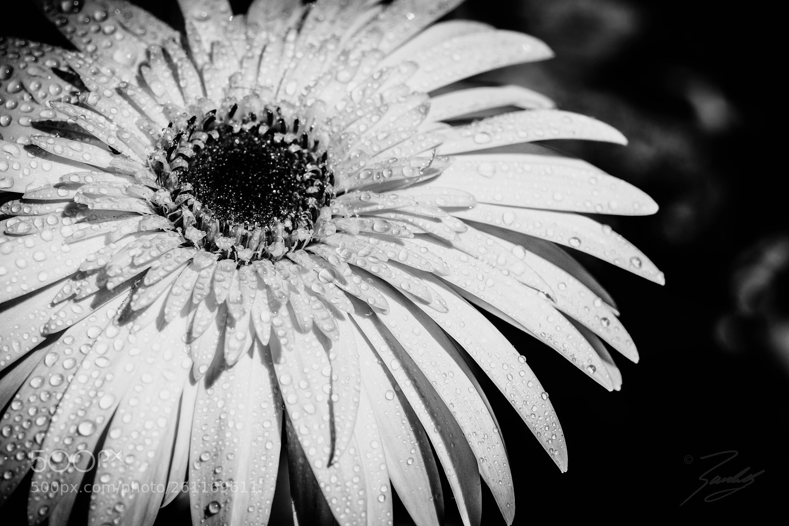 Sony a6000 sample photo. Rain in white photography